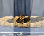 Small #8 Yorkshire Terrier