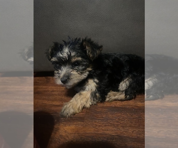 Medium Photo #4 Yorkshire Terrier Puppy For Sale in TAMPA, FL, USA