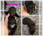 Puppy Puppy 9 Belgian Malinois