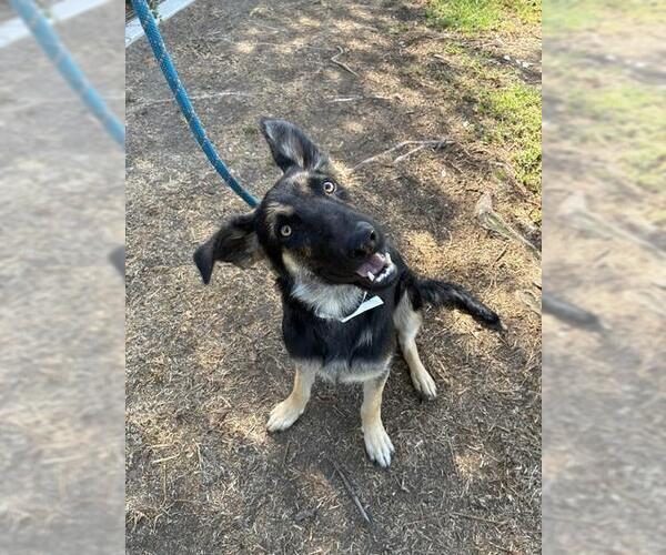 Medium Photo #1 German Shepherd Dog Puppy For Sale in Riverside, CA, USA