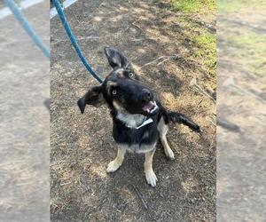 German Shepherd Dog Dogs for adoption in Riverside, CA, USA