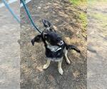 Small German Shepherd Dog