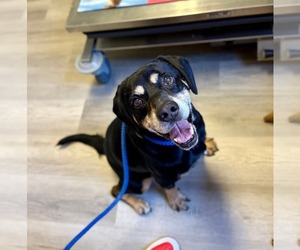 Mutt Dogs for adoption in Calhoun, GA, USA