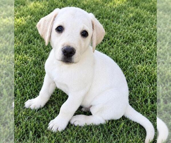 Medium Photo #3 Labrador Retriever-Unknown Mix Puppy For Sale in San Diego, CA, USA