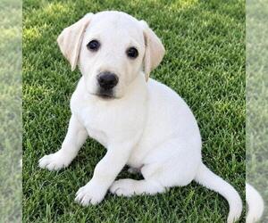 Huckleberry Finn Pup - Sid - Adopted! - Male Labrador Retriever-Unknown Mix Dog for Adoption - Photo #3