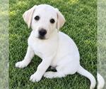 Small Photo #3 Labrador Retriever-Unknown Mix Puppy For Sale in San Diego, CA, USA