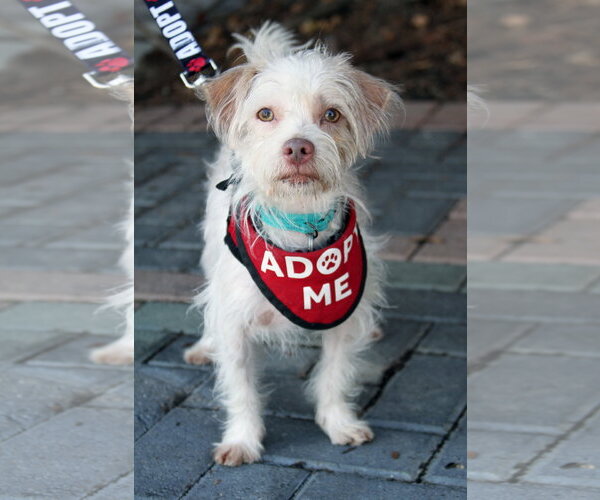 Medium Photo #1 Mutt Puppy For Sale in Mission Viejo, CA, USA