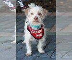 Freddie - Male Mutt Dog for Adoption - Small photo