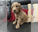 Small Photo #10 Goldendoodle Puppy For Sale in CEDAR HILL, TX, USA