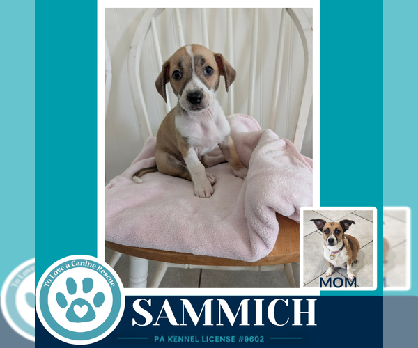 Medium Photo #3 Beagle-Unknown Mix Puppy For Sale in Kimberton, PA, USA