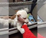 Small Photo #12 Shiba Inu Puppy For Sale in CAMERON, MO, USA