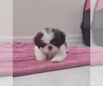 Puppy Puppy 4 Shih Tzu