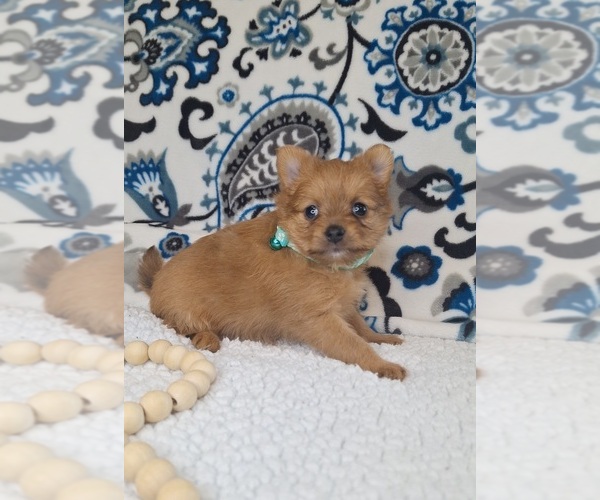 Medium Photo #5 Yoranian Puppy For Sale in LEWISBURG, KY, USA