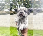 Small Photo #9 French Bulldog Puppy For Sale in NEW ORLEANS, LA, USA