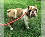 Small #2 Bulldog Mix