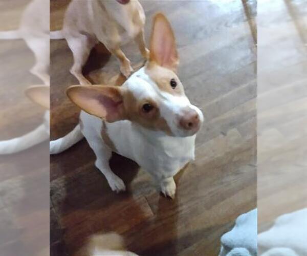 Medium Photo #2 Mutt Puppy For Sale in San Antonio, TX, USA