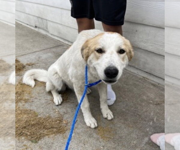 Medium Photo #2 Great Pyrenees-Unknown Mix Puppy For Sale in Canton, CT, USA