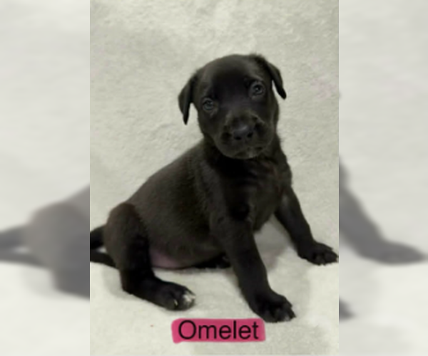 Medium Photo #4 Labrador Retriever-Unknown Mix Puppy For Sale in SHERBURNE, NY, USA