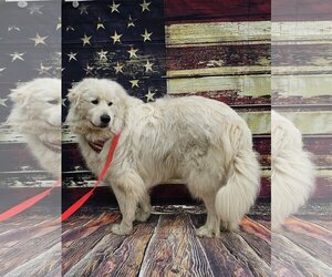Great Pyrenees Dogs for adoption in Croydon, NH, USA