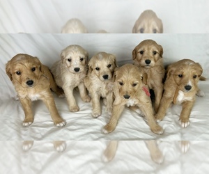 Goldendoodle Puppy for sale in YORBA LINDA, CA, USA