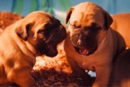 Small Photo #3 Presa Canario Puppy For Sale in FLINT, MI, USA