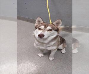 Siberian Husky-Unknown Mix Dogs for adoption in Las Vegas, NV, USA