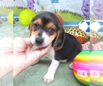Small #5 Beagle