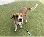 Small #1 Labrador Retriever Mix