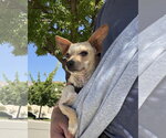 Small #3 Chihuahua Mix