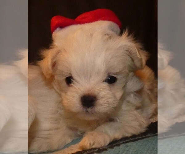 Medium Photo #1 Maltese Puppy For Sale in MOMEYER, NC, USA