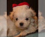 Small Photo #1 Maltese Puppy For Sale in MOMEYER, NC, USA