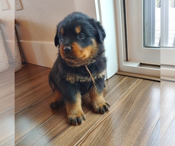 Medium Photo #1 Rottweiler Puppy For Sale in TOLEDO, WA, USA