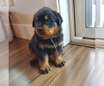 Small Photo #1 Rottweiler Puppy For Sale in TOLEDO, WA, USA
