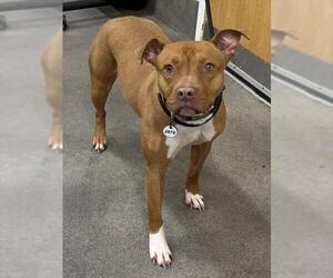 Mutt Dogs for adoption in Forestville, MD, USA