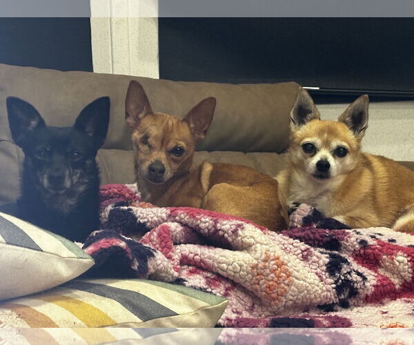 Medium Photo #3 Chihuahua Puppy For Sale in Imperial Beach, CA, USA