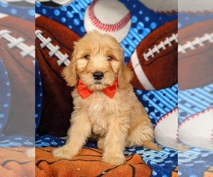 Goldendoodle Puppy for sale in KIRKWOOD, PA, USA