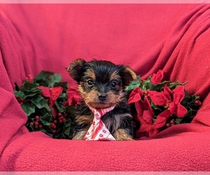 Yorkshire Terrier Puppy for sale in OXFORD, PA, USA