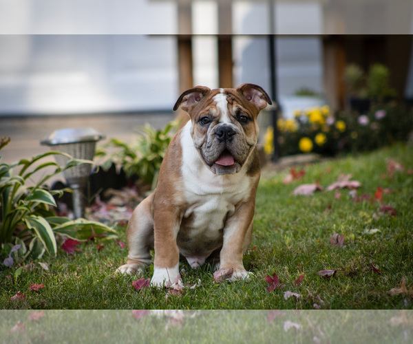 Medium Photo #1 Olde English Bulldogge Puppy For Sale in OVERLAND, KS, USA