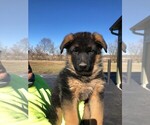 Small Photo #20 German Shepherd Dog Puppy For Sale in SOMERVILLE, OH, USA