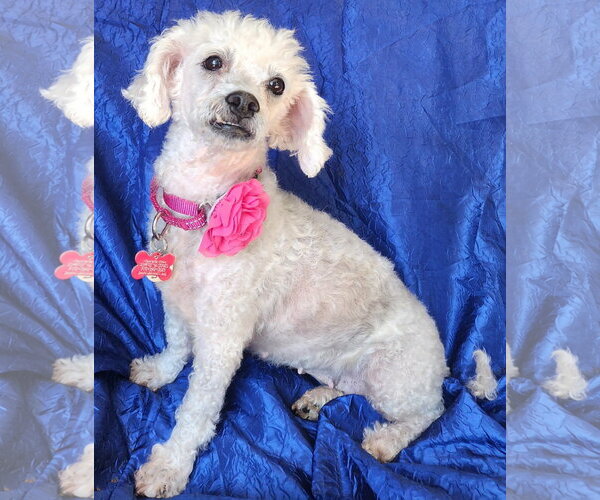 Medium Photo #4 Poochon Puppy For Sale in Cuba, NY, USA