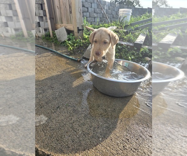 Medium Photo #14 Labrador Retriever Puppy For Sale in SHELBYVILLE, IN, USA