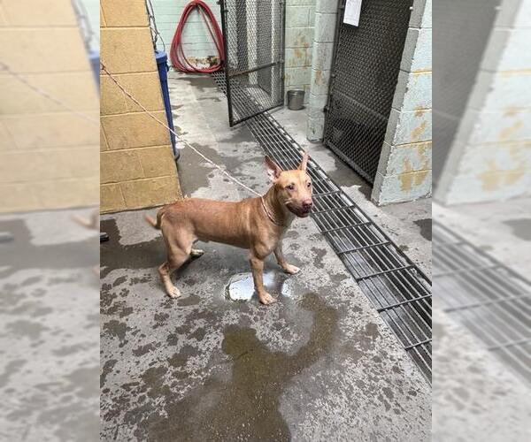 Medium Photo #1 American Pit Bull Terrier Puppy For Sale in Stockton, CA, USA