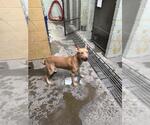 Small American Pit Bull Terrier