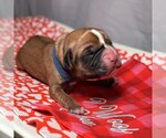 Small Photo #6 Boxer Puppy For Sale in Vail, AZ, USA