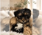 Puppy Bullseye Morkie