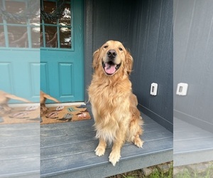 Father of the Golden Retriever puppies born on 04/22/2025