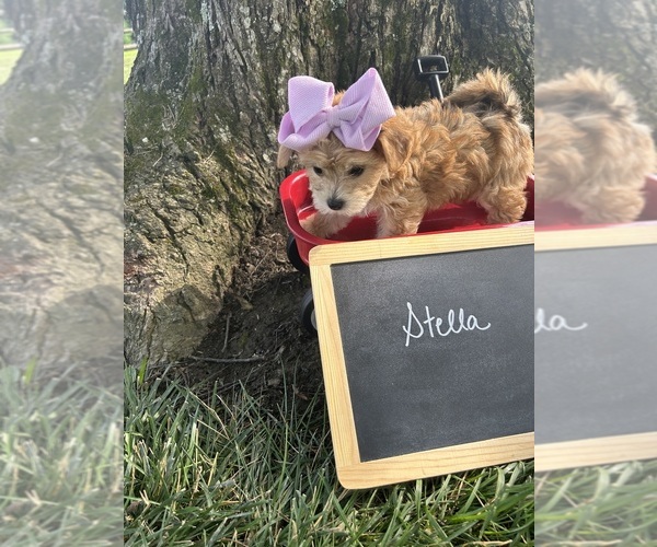 Medium Photo #7 Yo-Chon Puppy For Sale in WEST UNION, OH, USA