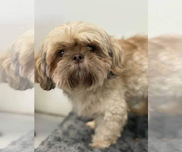 Medium Photo #2 Shih Tzu Puppy For Sale in Studio City, CA, USA