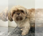 Small #1 Shih Tzu