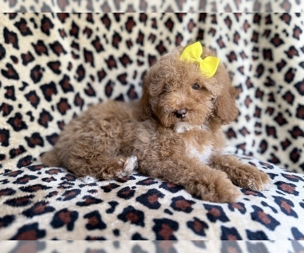 Medium Photo #5 Cock-A-Poo Puppy For Sale in LAKELAND, FL, USA